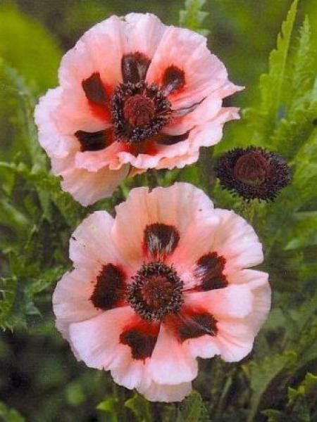 Pavot d'orient 'Little Dancing Girl'®