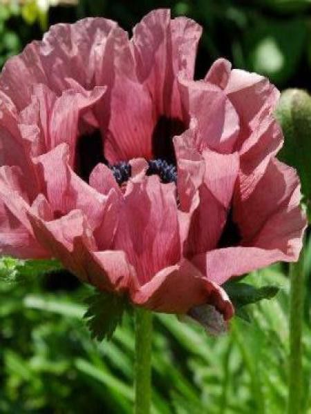 Pavot d'orient 'Patty's Plum'