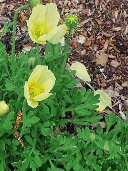 Pavot 'Pacino Yellow'