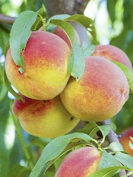 Pêcher 'Bonanza'
