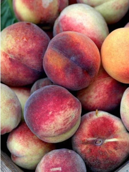 Pêcher 'Des Vignes jaune'