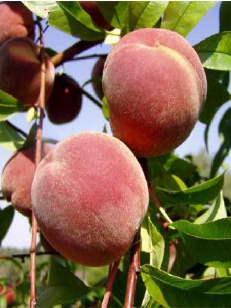 Pêcher 'Grosse Mignonne'