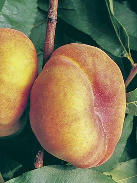 Pêcher 'Jalousia'