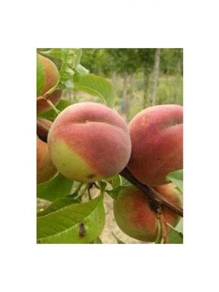 Pêcher 'Madeleine de Courson'