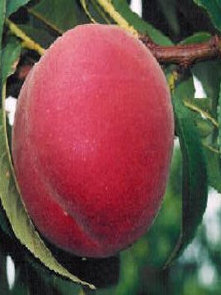 Pêcher 'May Flower'