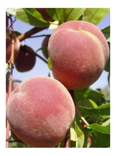 Pêcher 'Mme Gired'