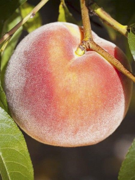 Pêcher nain 'Amber'