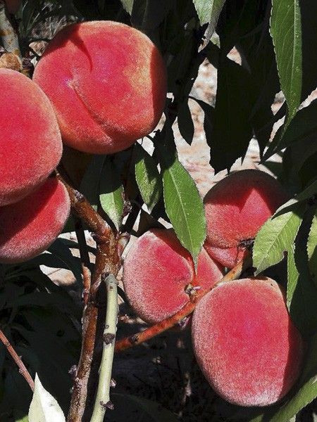 Pêcher nain 'Diamond'