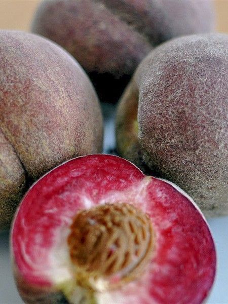 Pêcher 'Sanguine Ferlay'