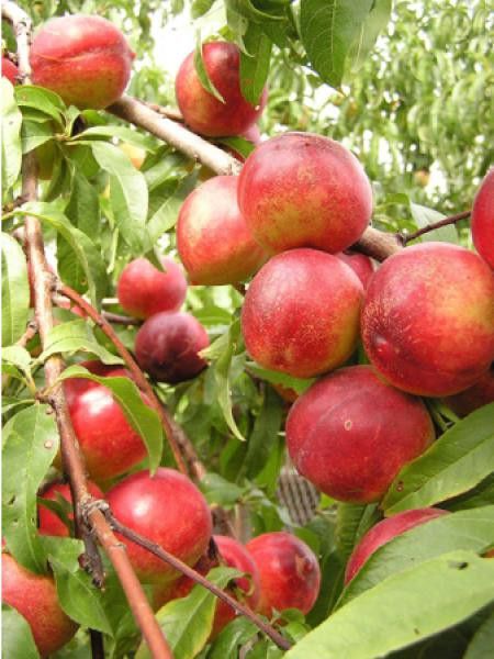Nectarinier 'Silverlode'