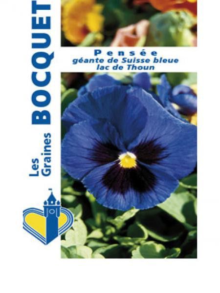 Pensée géante de Suisse 'Bleue du Lac de Thoun'