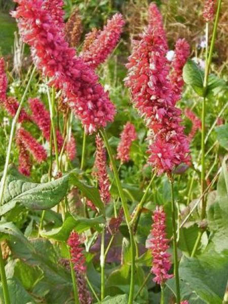 Persicaire, Renouée 'Dikke Floskes'
