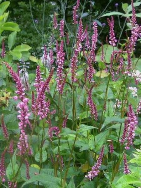 Persicaire, Renouée 'Early Pink Lady'