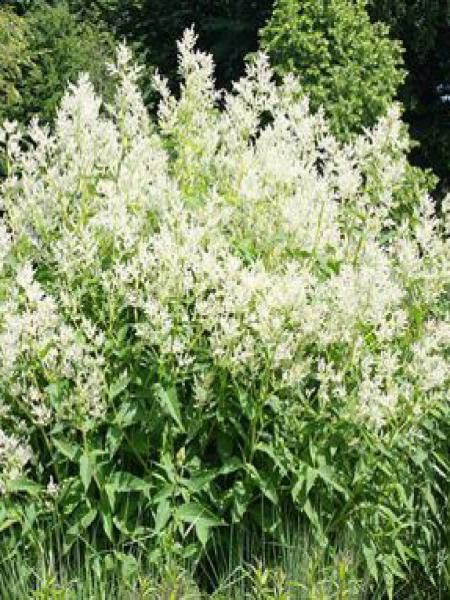 Persicaire, Renouée 'Johanniswolke'