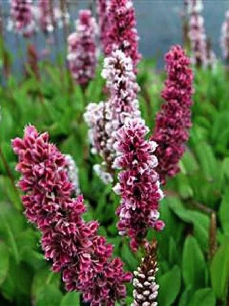 Persicaire, Renouée 'Kabouter'