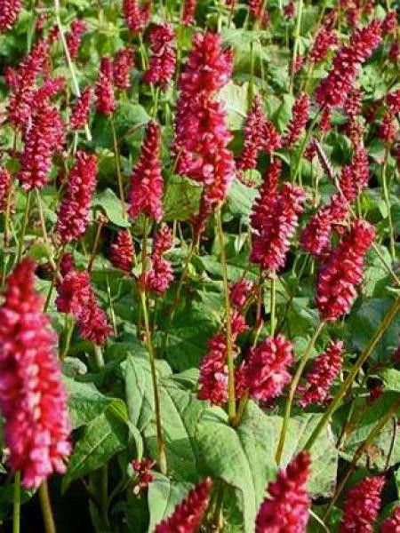 Persicaire, Renouée 'Lisan'