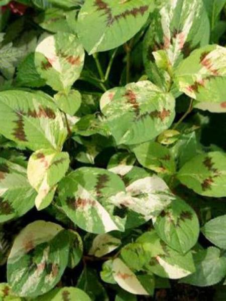 Persicaire, Renouée 'Painter's Palette'