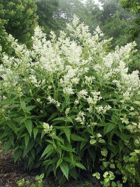 Persicaire, Renouée polymorpha