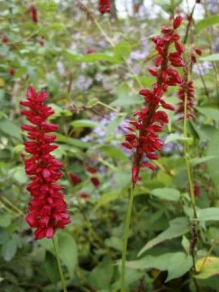 Persicaire, Renouée 'Red Baron'