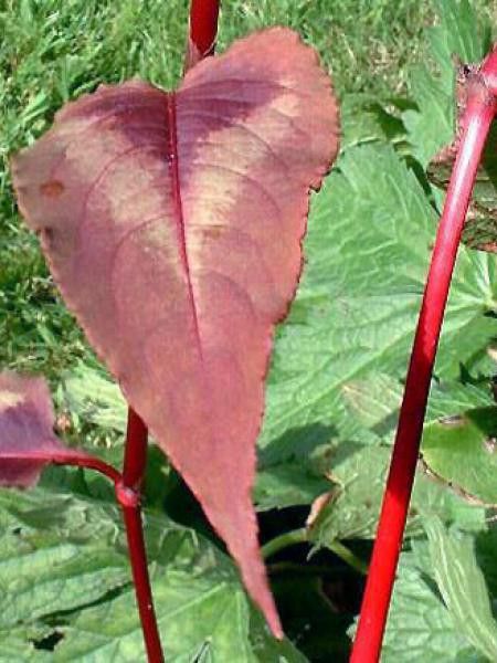 Persicaire, Renouée 'Red Dragon'