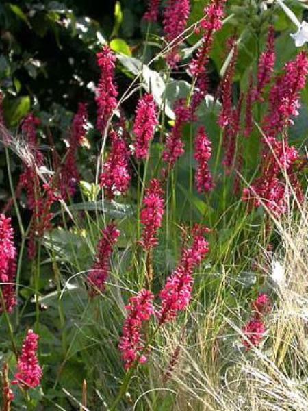 Persicaire, Renouée 'Speciosa'
