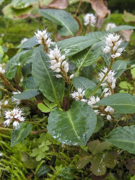 Persicaire, Renouée tenuicaulis