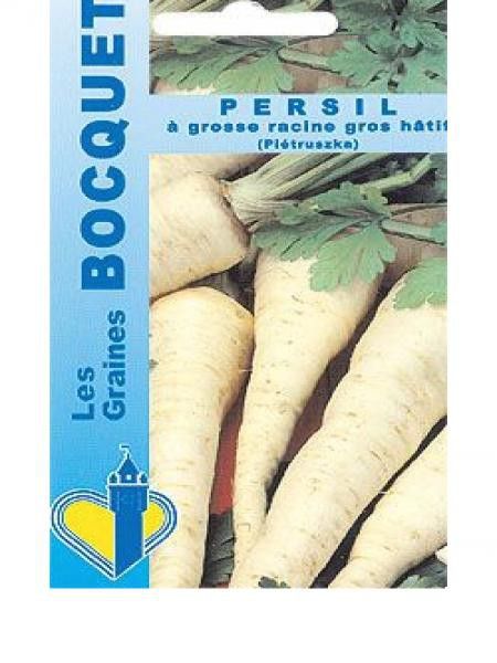 Persil à grosse racine Gros Hâtif