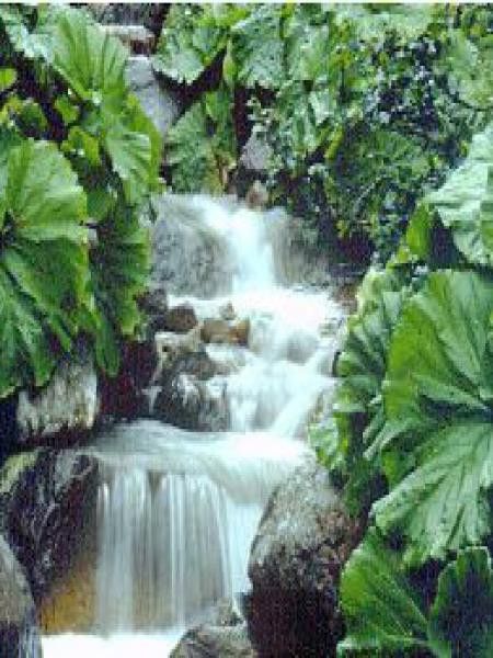 Pétasite japonaise 'Giganteus'