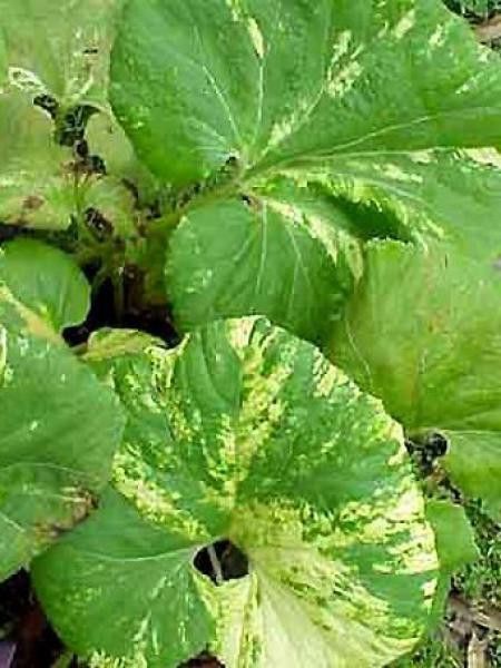 Pétasite japonaise 'Variegatus'