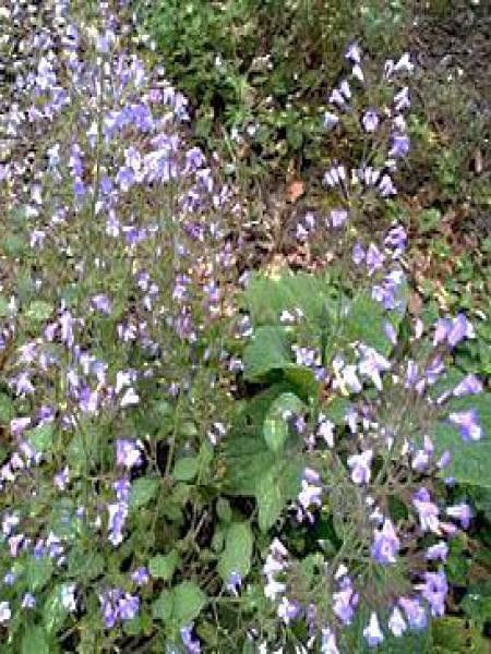 Petit calament 'Blue Cloud'