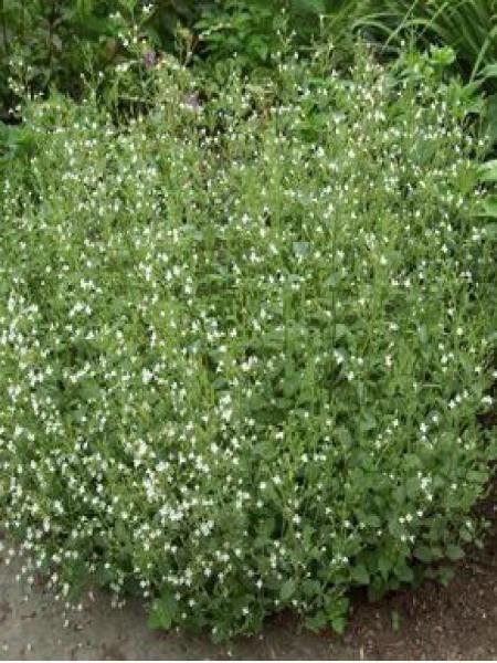 Petit calament 'White Cloud'