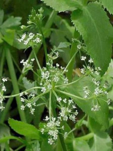 Petite berle, cresson sauvage