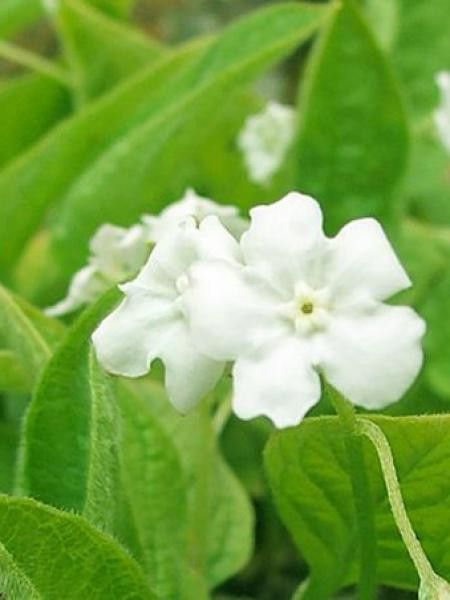 Petite bourrache 'Alba'