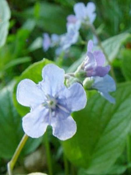 Petite bourrache 'Elfenauge'