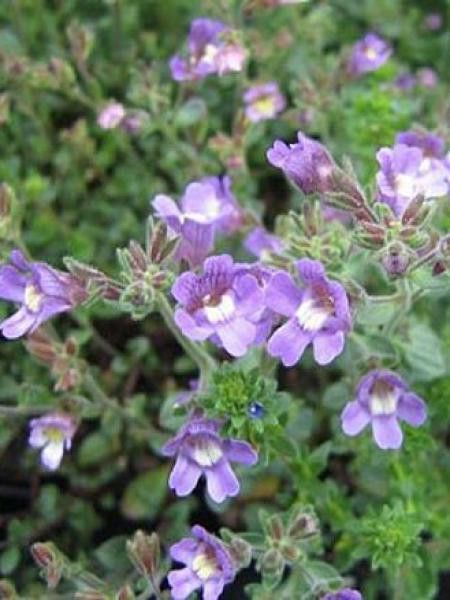 Petite gueule de loup 'Blue Dream'