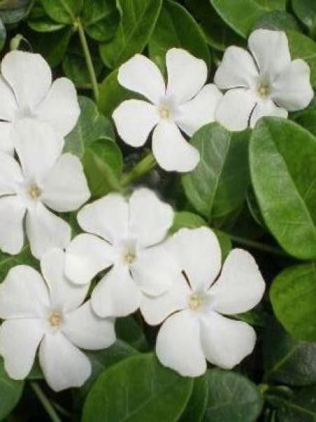 Petite pervenche 'Alba'