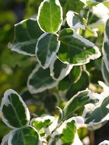 Petite pervenche 'Argenteovariegata'