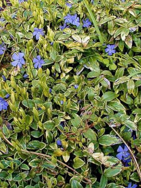 Petite pervenche 'Aureovariegata'