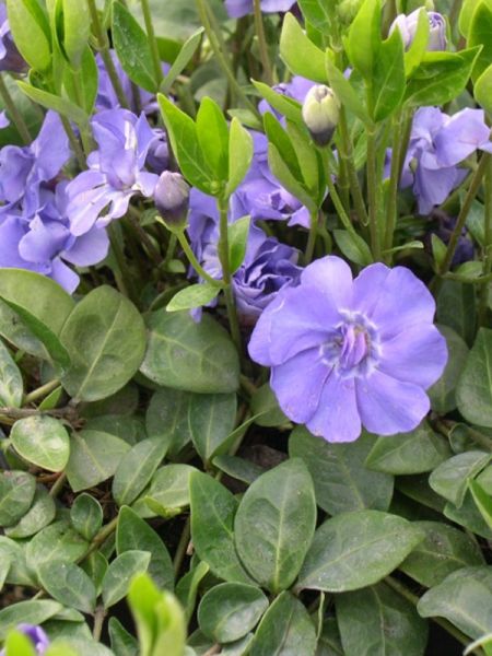 Petite pervenche 'Azurea Flore Pleno'
