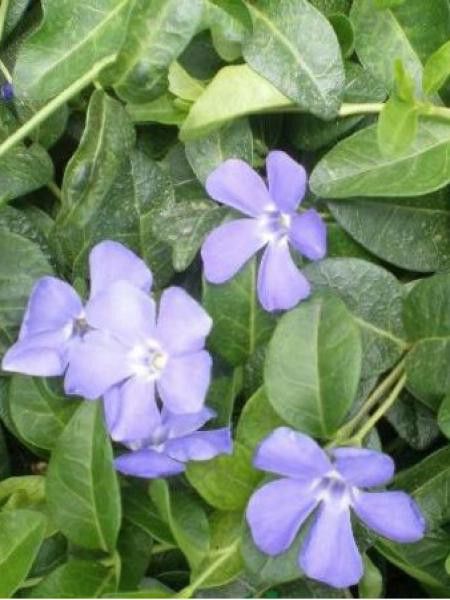 Petite pervenche 'Grüner Teppich'