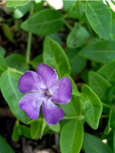 Petite pervenche 'La Grave'