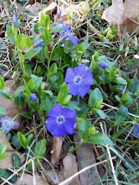 Petite pervenche 'Marie'®