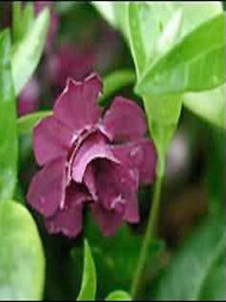 Petite pervenche 'Multiplex'