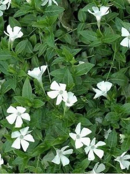 Petite pervenche 'White Power'