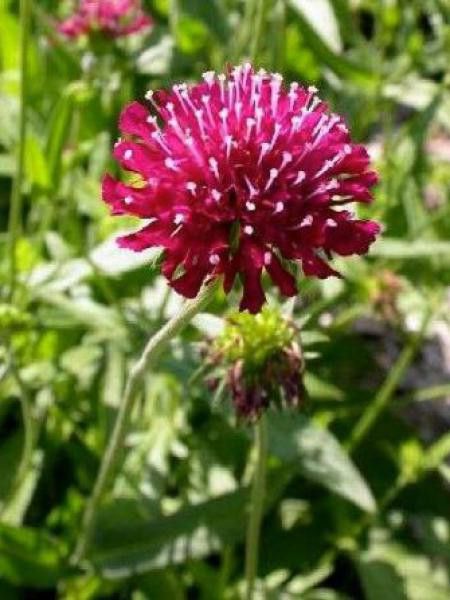 Petite scabieuse de Macédoine 'Mars Midget'