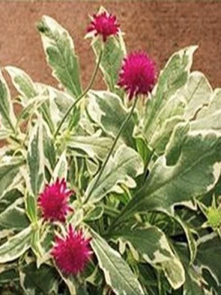 Petite scabieuse de Macédoine 'Thunder and Lightning'®