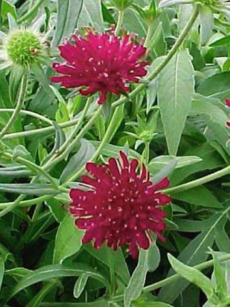 Petite scabieuse de Macédoine