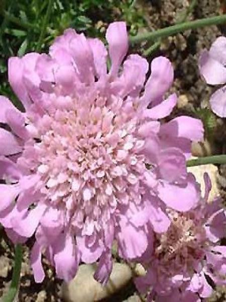 Petite scabieuse 'Pink Mist'
