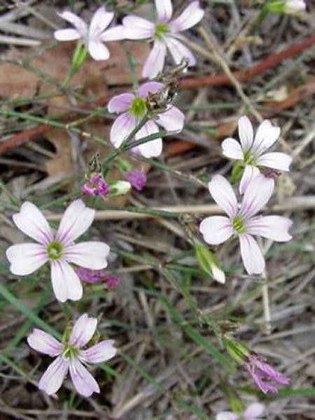 Petrorhagia saxifraga 