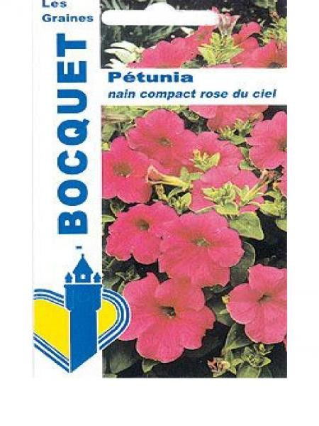 Pétunia nain compact rose du ciel